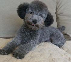 松鼠犬照片,毛茸茸的小精灵