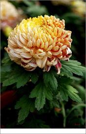 菊花图片和介绍